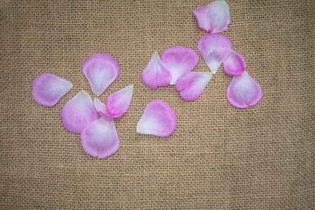rose petal on sackclothの写真素材