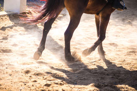 horses running through a dusty fieldの写真素材