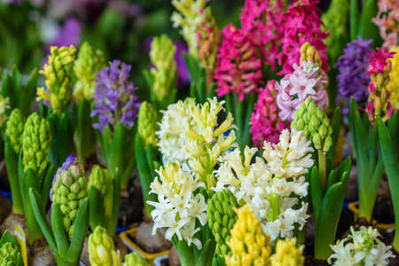 Group multicolored hyacinthsの写真素材