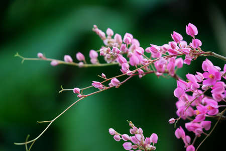 Confederate vine, Coral vine, Mexican coral vineの写真素材