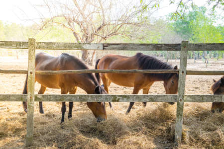 Horses in farmの写真素材