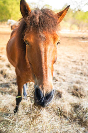 horses eating fresh hayの写真素材