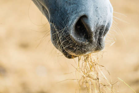 Horse eating grassの写真素材