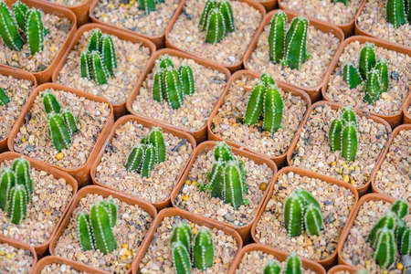 Cactus in Potsの写真素材