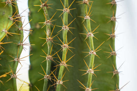 Close up of thorn cactusの写真素材