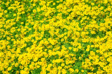 Beautiful yellow Daisy flower fieldの写真素材