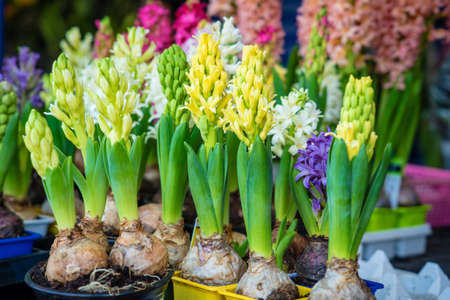 Group multicolored hyacinthsの写真素材