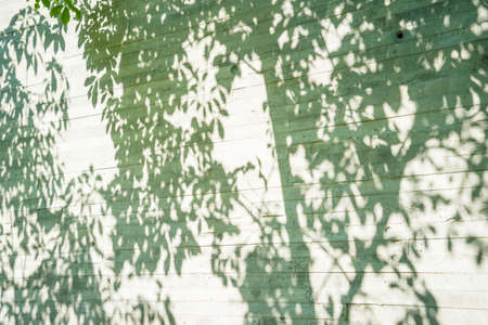 Tree leaves shadow on wall backgroundの写真素材