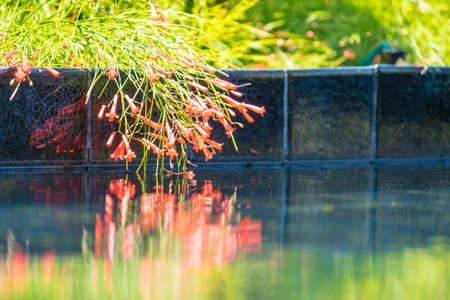 reflex of Russelia in poolの写真素材