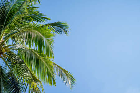 Coconut tree and blue skyの写真素材