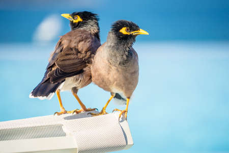 Common Myna Acridothere tristis near the pool