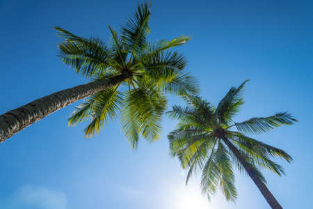 Coconut tree and blue skyの写真素材