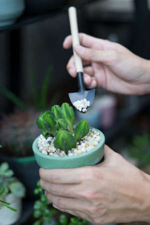 growing and decorate cactus in pots