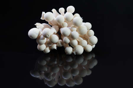 mushroomの写真素材