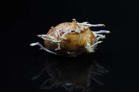 root  potatoの写真素材