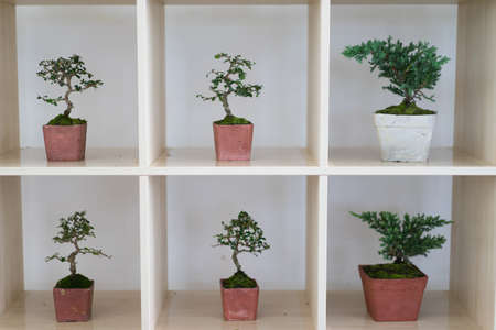 bonsai potの写真素材