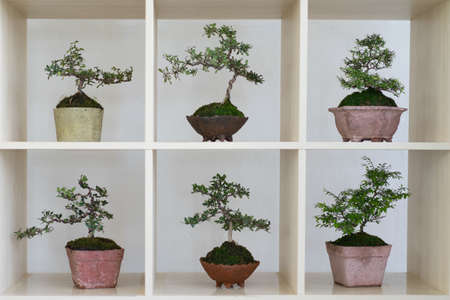 bonsai potの写真素材