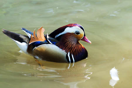 mandarin duckの写真素材