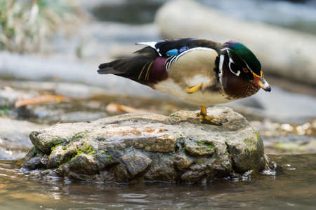 mandarin duckの写真素材