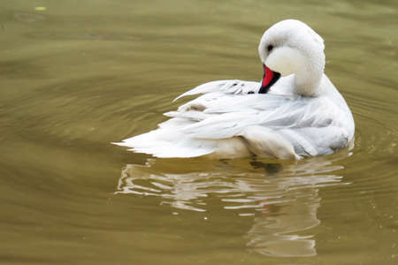 white duckの写真素材