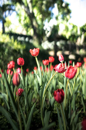 beautiful red Tulipsの写真素材