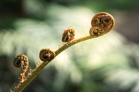 fern leaf