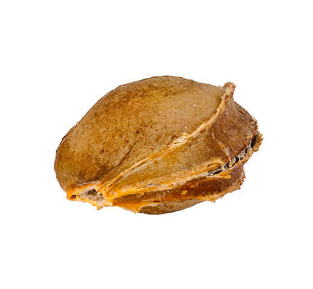 The apricot stone lays on a white background