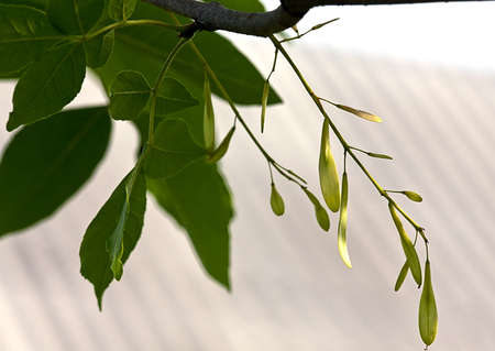 Leaflets on a background of the skyの写真素材