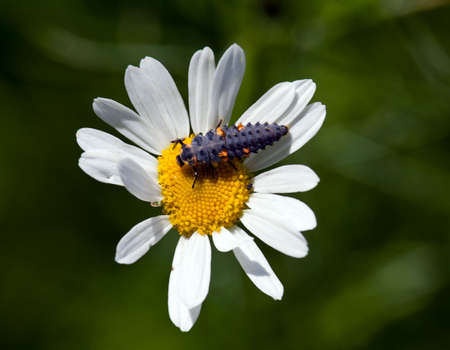 The ladybird larva sits on a camomile