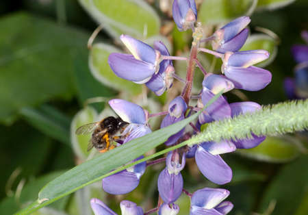 Bee on flowers lupine pink in a summer garden