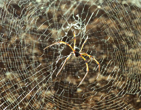 Spider on a web on the sun