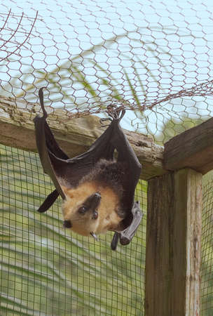 flying fox