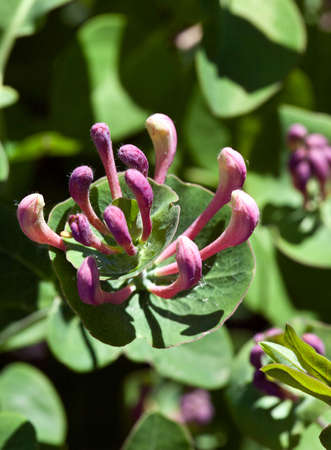 Red  flower in the garden around Moscow. の写真素材