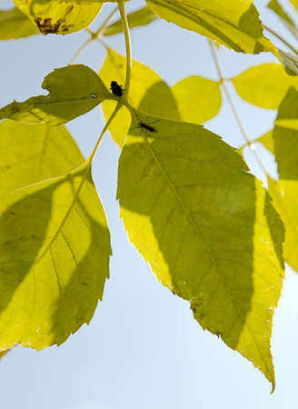 Mosquito and the fly on a green leafletの写真素材