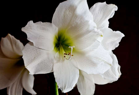 White flowerの写真素材