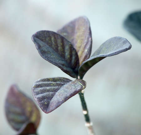 the sunny day, separately worth bushes with 4 leaf on tops