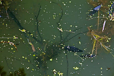 Life in a small pond  Branch under water