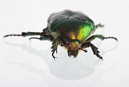 Cetonia aurata creeps on a white background