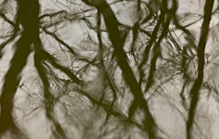 The reflection of the trees in the lake