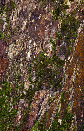 The texture of the bark of a tree