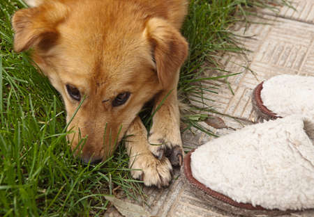 Dog sad about Slippers on the path in the gardenの写真素材