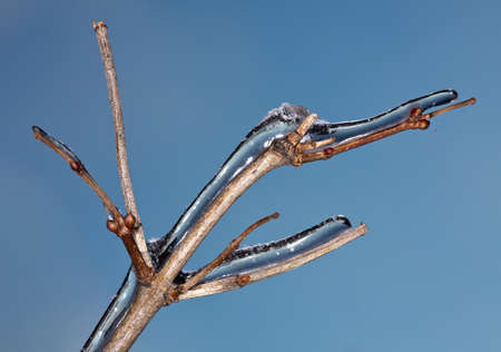 Ice and snow on on a branch after a sleet in Moscow suburbs