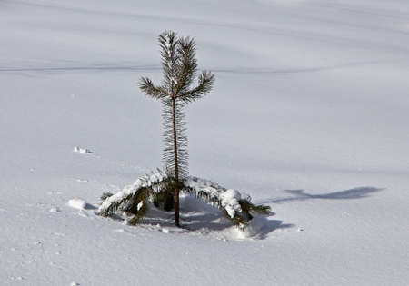 Ice and snow on on a branch in winterの写真素材