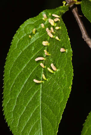 The patient leaf of tree in garden at autumnの写真素材