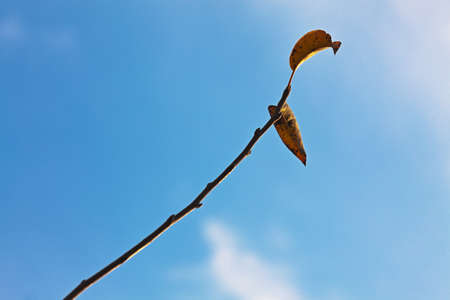 Old leaves on the branches of the Apple tree in garden at autumn