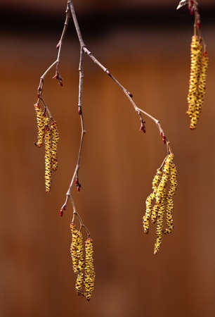 Close up of catkins on an alder tree in spring, against a sky.の写真素材