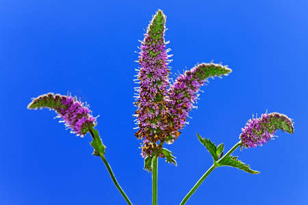 Red  flower Mentha in the garden around Moscow.