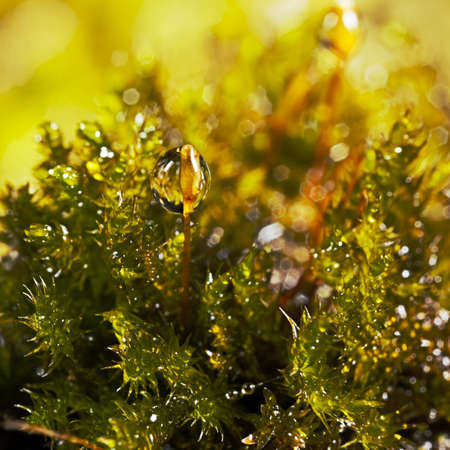 Extreme close-up with shallow of water drops on moss.の写真素材