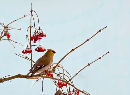 Bird waxwing, a winter migrant sits in a tree full of berries.