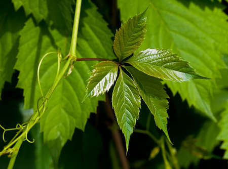 The sprouts of maiden grapes in the springの写真素材